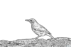 thrushes Printable Coloring Nplooj Ntawv